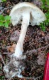  ( - GAJ.19209)  @11 [ ] by-nc (2023) Aune Pisilä Unspecified