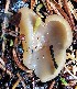  (Peziza echinispora - GAJ.19227)  @11 [ ] by-nc (2024) Seppo Huhmarniemi Unspecified