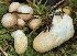  (Trichoderma alutaceum - GAJ.19231)  @11 [ ] by-nc (2024) Seppo Huhmarniemi Unspecified