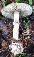  ( - GAJ.19232)  @11 [ ] by-nc (2024) Seppo Huhmarniemi Unspecified