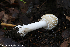  (Amanita pantherina - GAJ.19248)  @11 [ ] by-nc (2024) Henri Koskinen University of Oulu