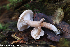  (Ripartites tricholoma - GAJ.19253)  @11 [ ] by-nc (2024) Henri Koskinen University of Oulu