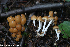  (Psathyrella multipedata - GAJ.19254)  @11 [ ] by-nc (2023) Henri Koskinen University of Oulu