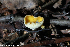  (Sowerbyella radiculata - GAJ.19261)  @11 [ ] by-nc (2024) Henri Koskinen University of Oulu