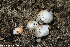  (Bolbitius coprophilus - GAJ.19268)  @11 [ ] by-nc (2024) Henri Koskinen University of Oulu