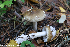  (Amanita submembranacea - GAJ.19269)  @11 [ ] by-nc (2024) Henri Koskinen University of Oulu