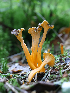  (Craterellus lutescens - GAJ.19271)  @11 [ ] by-nc (2024) Henri Koskinen University of Oulu