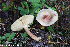  (Tricholomopsis rutilans - GAJ.19276)  @11 [ ] by-nc (2024) Henri Koskinen University of Oulu