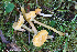  (Gliophorus psittacinus - GAJ.19283)  @11 [ ] by-nc (2024) Henri Koskinen University of Oulu