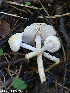  (Lepiota subalba - GAJ.19285)  @11 [ ] by-nc (2024) Henri Koskinen University of Oulu