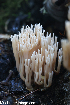  (Ramaria concolor - GAJ.19296)  @11 [ ] by-nc (2023) Henri Koskinen University of Oulu