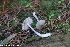  (Bolbitius reticulatus - GAJ.19302)  @11 [ ] by-nc (2024) Henri Koskinen University of Oulu