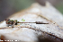  (Ophiocordyceps stylophora - GAJ.19305)  @11 [ ] by-nc (2024) Henri Koskinen University of Oulu