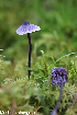  (Pseudobaeospora pillodii - GAJ.19306)  @11 [ ] by-nc (2024) Henri Koskinen University of Oulu