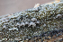  (Resupinatus trichotis - GAJ.19307)  @11 [ ] by-nc (2021) Henri Koskinen University of Oulu