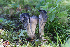  (Craterellus cornucopioides - GAJ.19309)  @11 [ ] by-nc (2024) Henri Koskinen University of Oulu