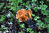  (Hygrophoropsis - GAJ.19310)  @11 [ ] by-nc (2024) Henri Koskinen University of Oulu