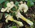  (Cantharellus melanoxeros - GAJ.19313)  @11 [ ] by-nc (2021) Mikko Veräjänkorpi Unspecified