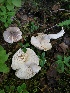  ( - GAJ.19351)  @11 [ ] by-nc (2020) Seija Korpinen Unspecified