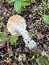  (Hydnum rufescens - GAJ.19352)  @11 [ ] by-nc (2024) Seija Korpinen Unspecified