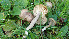  (Camarophyllopsis atrovelutina - GAJ.19366)  @11 [ ] by-nc (2024) Stefan Jakobsson Unspecified
