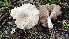  (Entoloma - GAJ.19378)  @11 [ ] by-nc (2023) Stefan Jakobsson Unspecified