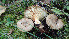  (Paxillus - GAJ.19400)  @11 [ ] by-nc (2024) Stefan Jakobsson Unspecified