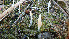  (Multiclavula vernalis - GAJ.19422)  @11 [ ] by-nc (2024) Stefan Jakobsson Unspecified