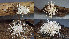  (Gibellula leiopus - GAJ.19434)  @11 [ ] by-nc (2024) Stefan Jakobsson Unspecified