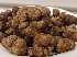  (Tuber rapaeodorum - GAJ.19447)  @11 [ ] by-nc (2024) Satu Kaleva Unspecified