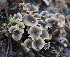  (Pseudocraterellus - GAJ.19457)  @11 [ ] by-nc (2019) Antti Johannes Soininen Unspecified