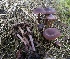  ( - GAJ.19471)  @11 [ ] by-nc (2020) Petri Roponen Unspecified