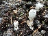  (Coprinus sterquilinus - GAJ.19508)  @11 [ ] by-nc (2021) Päivi Saikkonen Unspecified