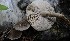  ( - GAJ.19521)  @11 [ ] by-nc (2022) Joona Saraste Unspecified