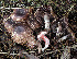  (Agaricus langei - GAJ.19559)  @11 [ ] by-nc (2024) Jarkko Korhonen Unspecified
