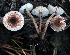  (Lepiota setulosa - GAJ.19560)  @11 [ ] by-nc (2024) Jarkko Korhonen Unspecified