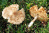  (Lepiota oreadiformis - GAJ.19568)  @11 [ ] by-nc (2024) Jarkko Korhonen Unspecified