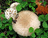  (Pluteus plautus - GAJ.19579)  @11 [ ] by-nc (2024) Jarkko Korhonen Unspecified