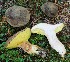  ( - GAJ.19643)  @11 [ ] by-nc (2023) Tapio Kekki Unspecified