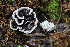  (Phellodon connatus - GAJ.19670)  @11 [ ] by-nc (2022) Tapio Kekki Unspecified
