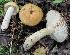  (Russula fluvialis - GAJ.19686)  @11 [ ] by-nc (2021) Tapio Kekki Unspecified