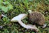  ( - GAJ.19710)  @11 [ ] by-nc (2020) Tapio Kekki Unspecified