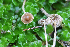  (Deconica phyllogena - GAJ.19733)  @11 [ ] by-nc (2019) Tapio Kekki Unspecified