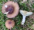  (Russula serissima - GAJ.19791)  @11 [ ] by-nc (2024) Tero Taipale Unspecified