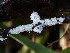  (Odonticium helgae - GAVA.649)  @11 [ ] by-nc (2024) Teppo Helo Unspecified