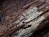  (Botryobasidium ellipsosporum - GAVA.656)  @11 [ ] by-nc (2024) Teppo Helo Unspecified