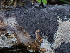  (Polyozellus atrofuscus - GAVA.730)  @11 [ ] by-nc (2024) Teppo Helo Unspecified