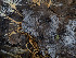  (Hyphodontiella - GAVA.754)  @11 [ ] by-nc (2025) Teppo Helo Unspecified