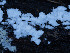  (Piloderma lamprolithum - GAVA.769)  @11 [ ] by-nc (2025) Teppo Helo Unspecified