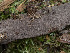  (Tomentella neobourdotii - GAVA.782)  @11 [ ] by-nc (2024) Teppo Helo Unspecified